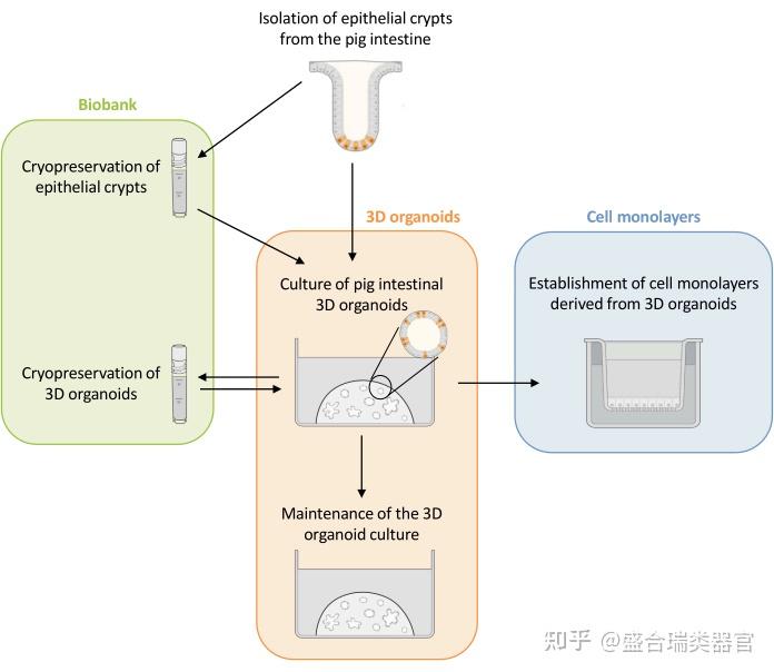 从低温保存的上皮细胞隐窝培养猪肠道类器官并建立细胞单层(上) - 知乎