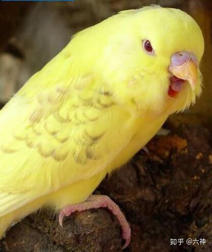 不言,不言 黄化虎皮鹦鹉(为什么我老老实实回答问题也会被折叠,说我答