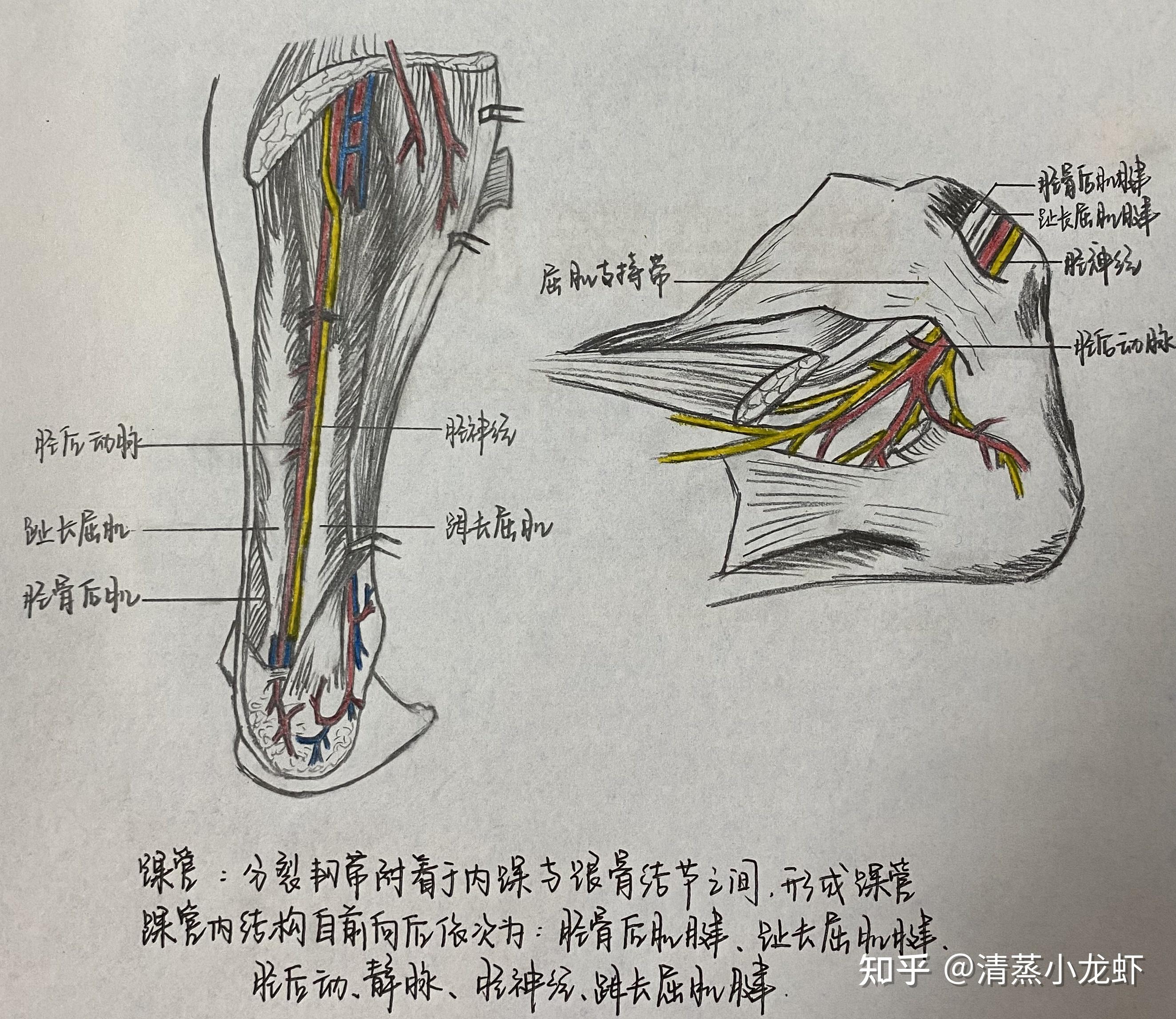 股三角解剖画图图片