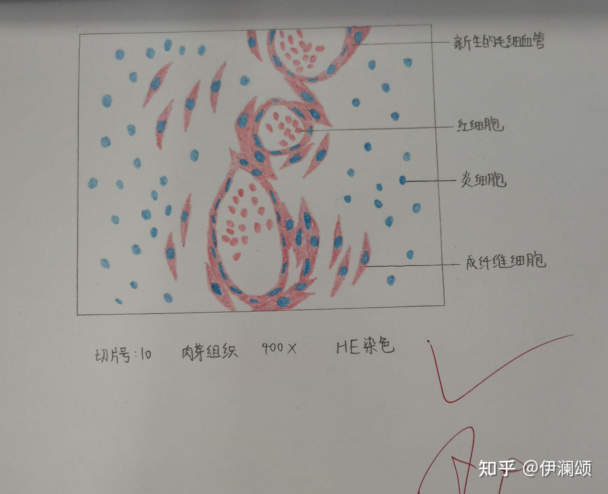 浆细胞绘图 红蓝铅笔图片