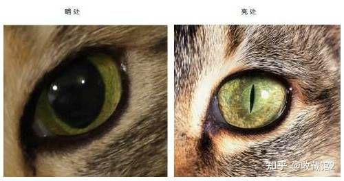 猫咪眨眼瞳孔变化的行为代表了什么意思