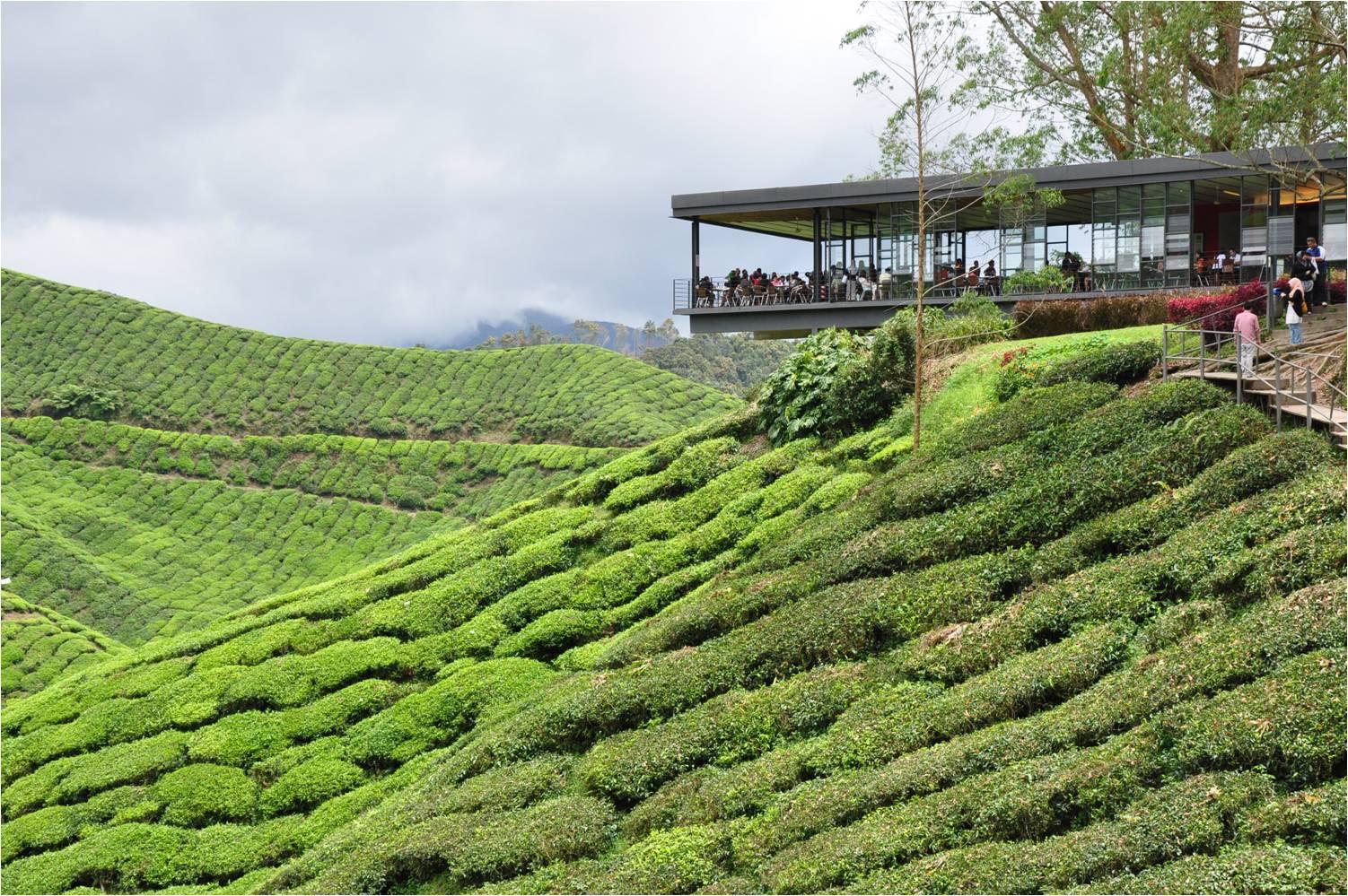 【马来西亚】回忆里的金马伦高原