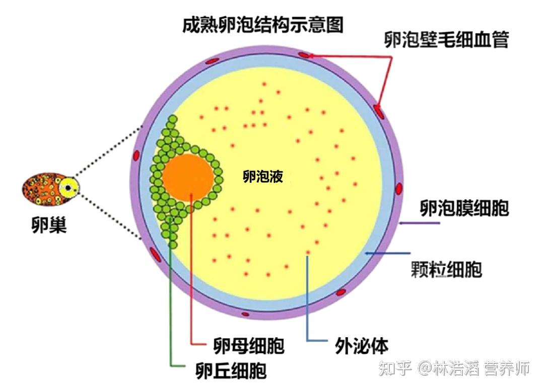 图13～5 成熟卵泡-功能组织学与胚胎学-医学