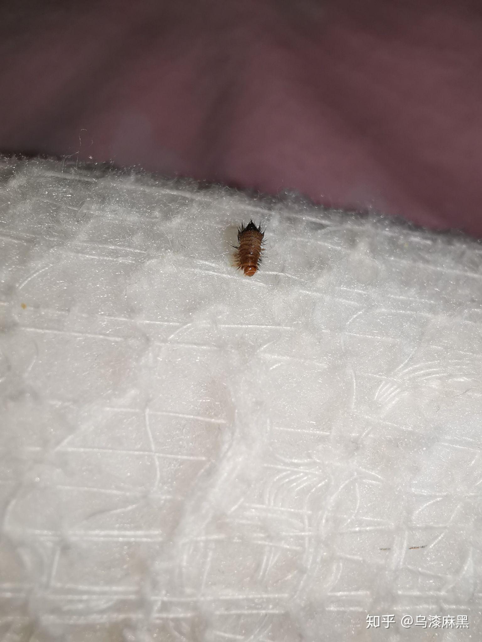 床上发现毛茸茸的小虫是什么虫