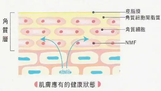 化妆品透皮吸收的途径