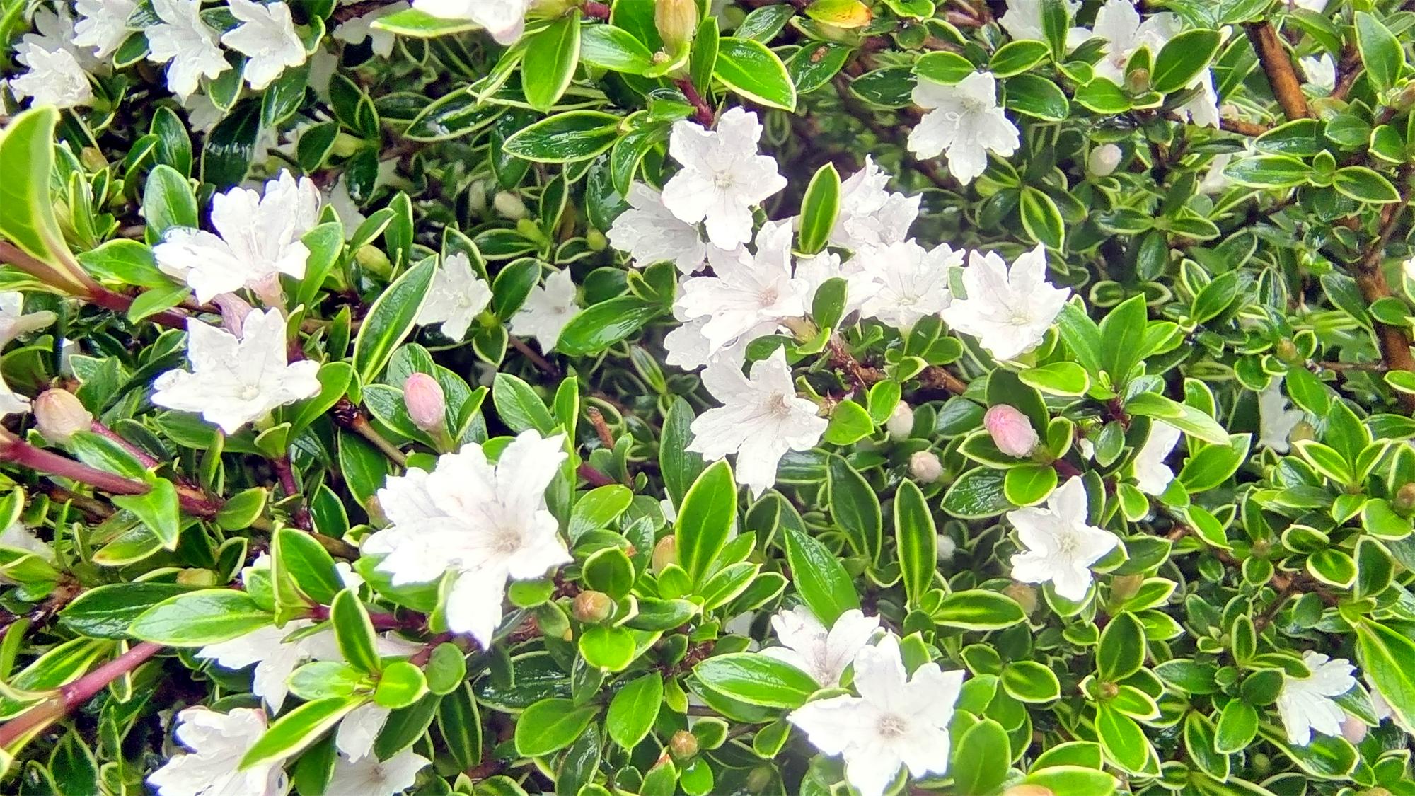 美丽吉安之赏花系列六月雪花开满枝头