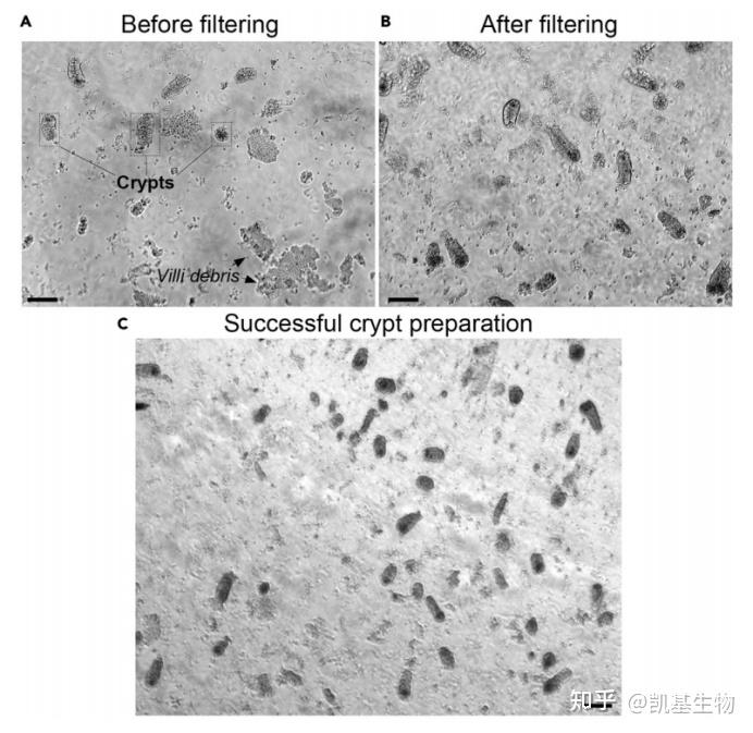 干货丨肠隐窝类器官分离与培养 - 知乎
