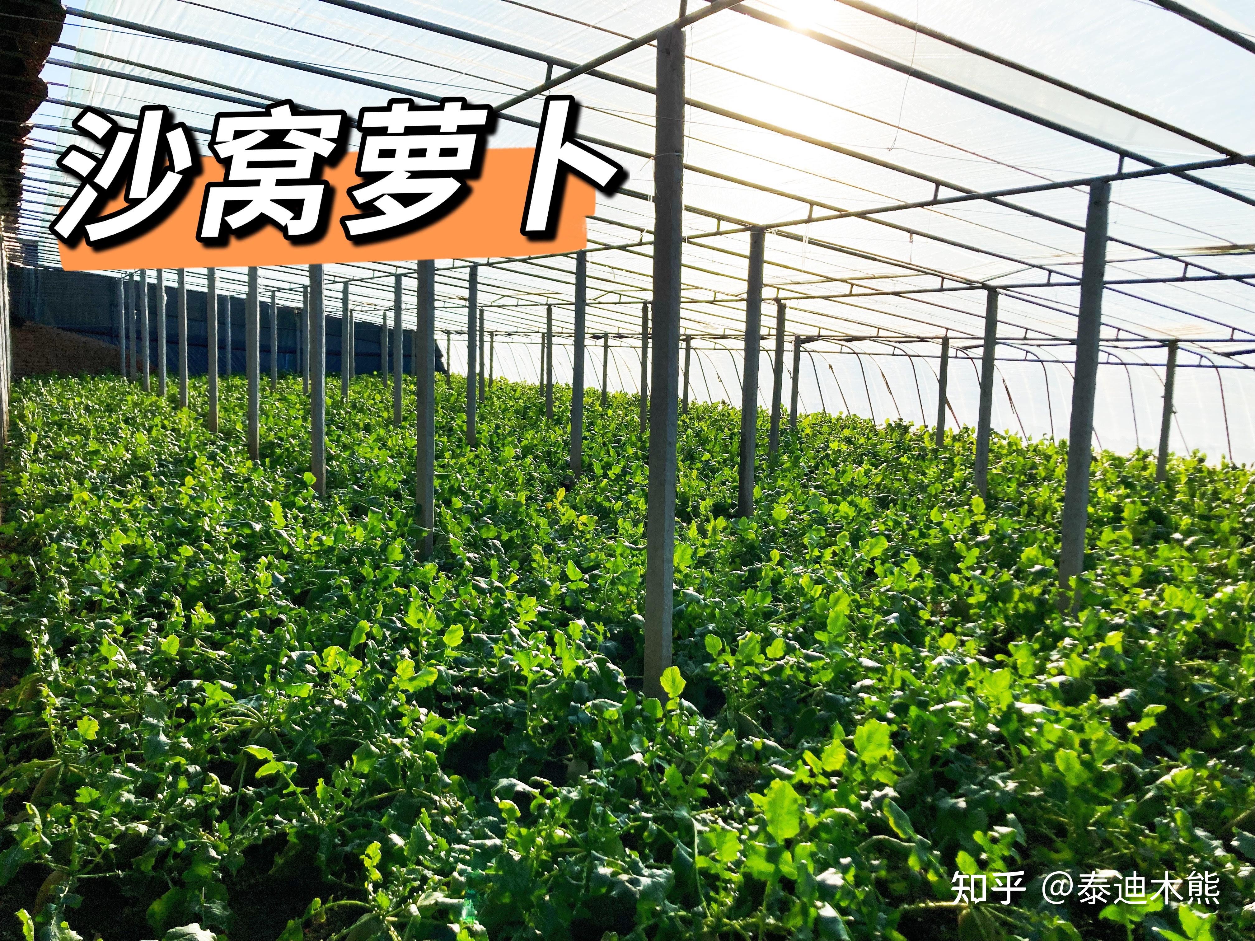 出售沙窝萝卜 - 知乎