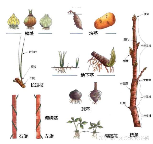 超全植物形态图解,分分钟认识所有植物! - 知乎
