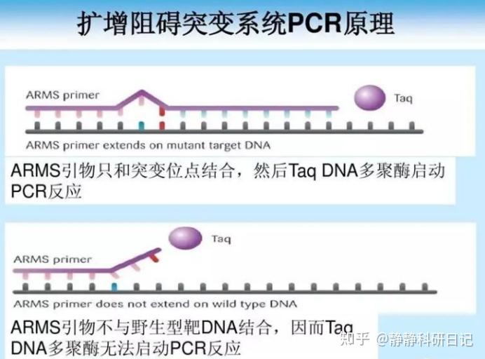 等位基因特异性PCR(AS-PCR):突变阻滞扩增系统是什么? - 知乎