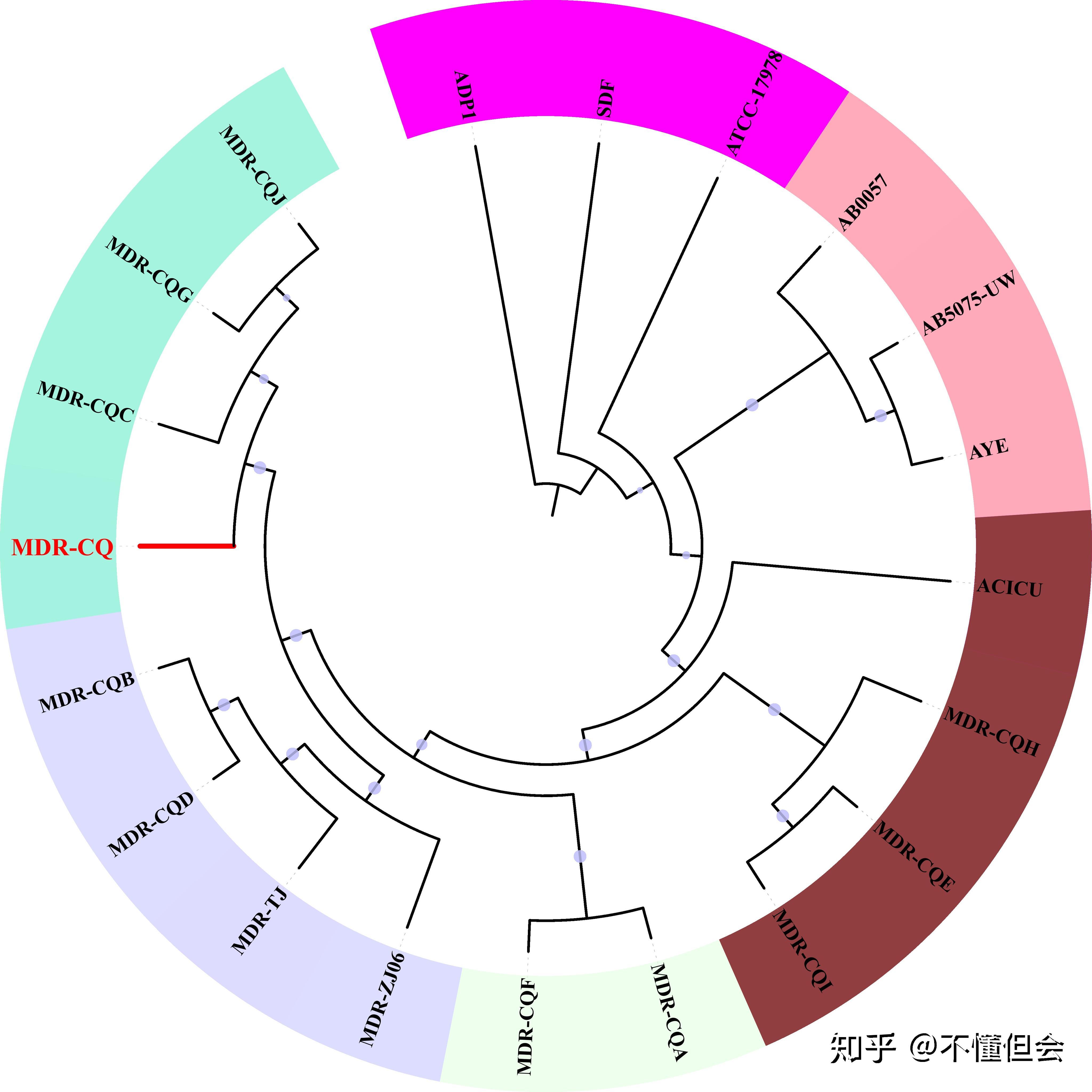 我用mega做了一个进化树，这个进化树怎么分析啊？ - 知乎