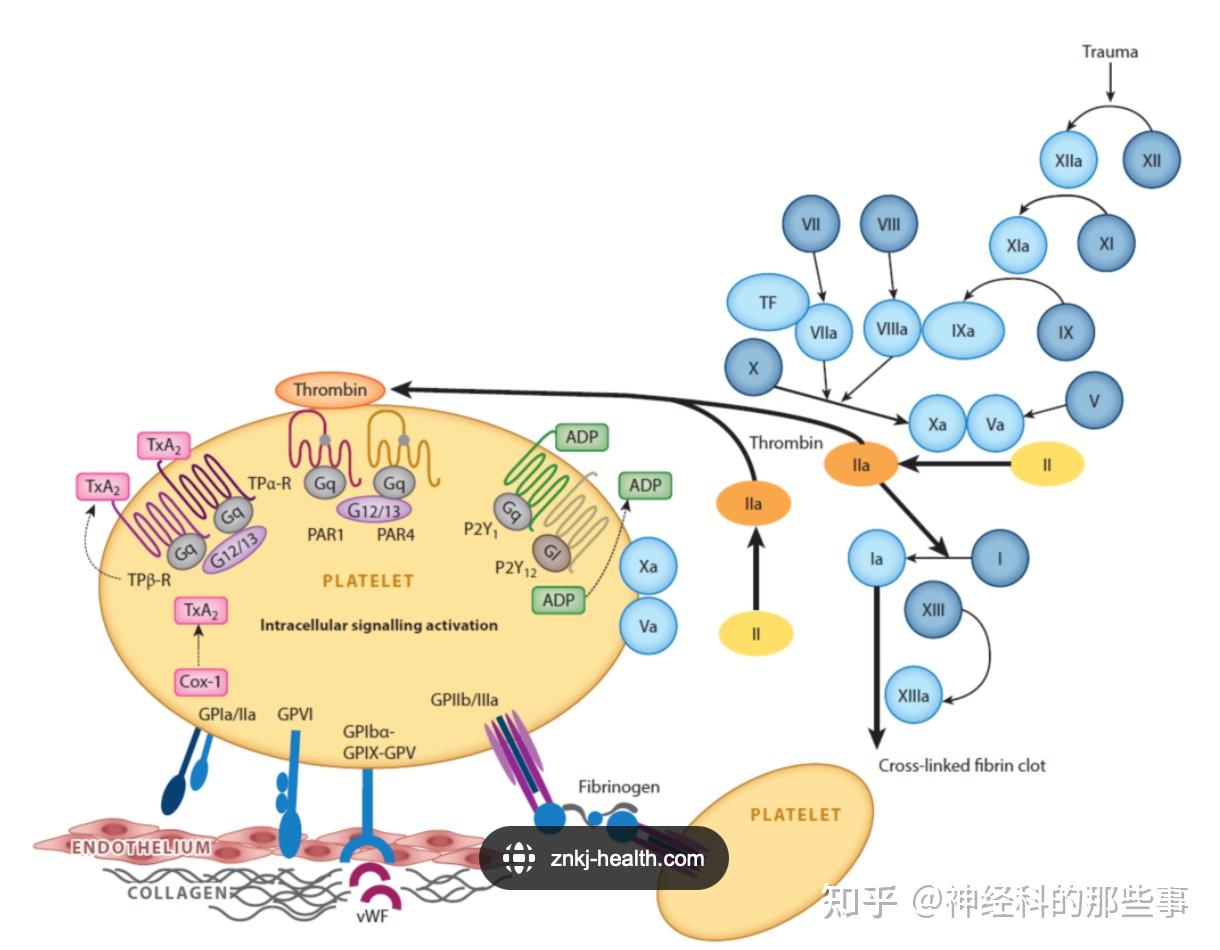 血小板生理作用及抗血小板药物 - 知乎