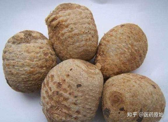 带你识别泽泻 - 知乎