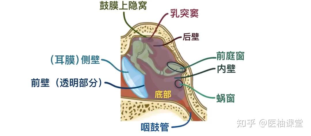 人体解剖学基础:耳朵 - 知乎