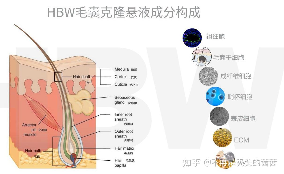 毛囊克隆hbw图片