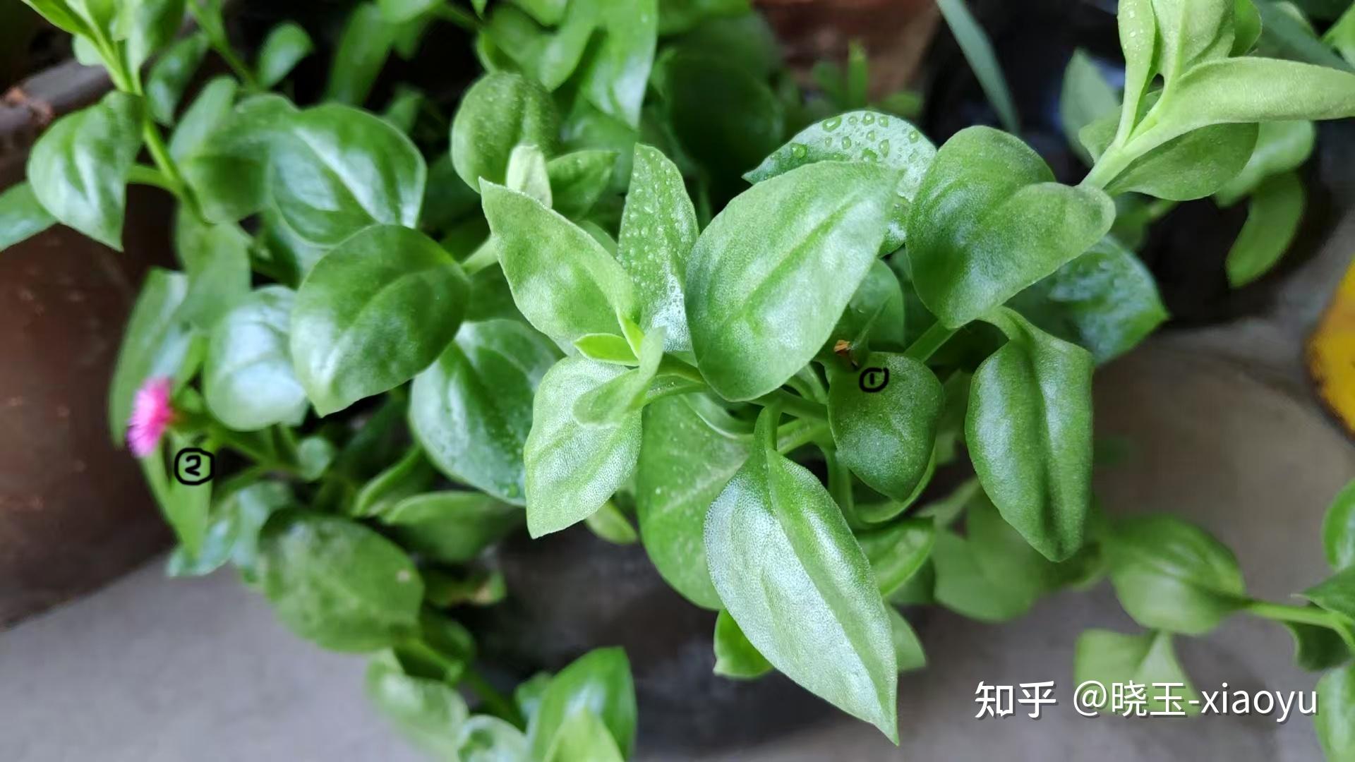 田七（又名“三七”）花开，食用 - 知乎