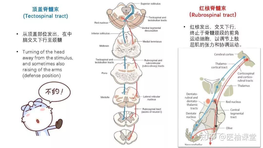 脑干的解剖和综合症 - 知乎