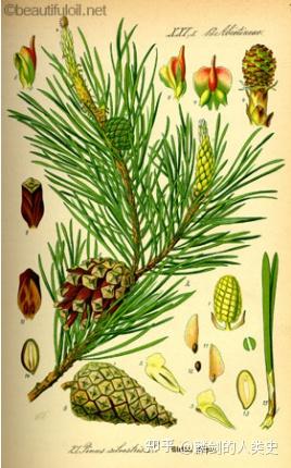 【地球生物全系列——植物篇】松柏纲—松柏目 - 知乎