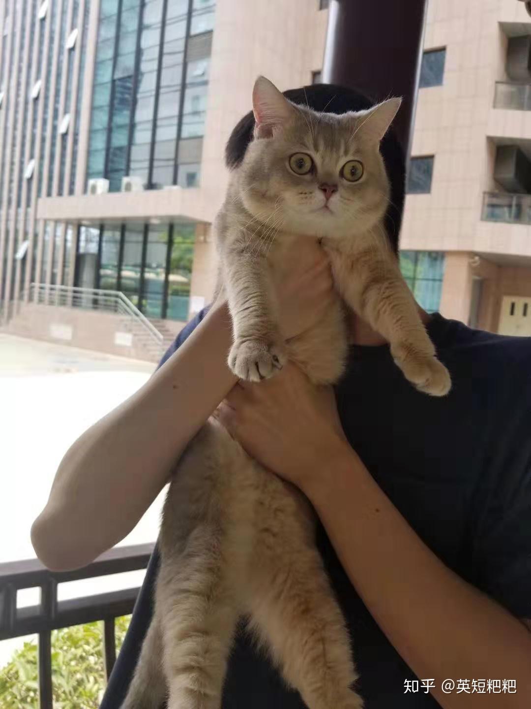 多大的猫咪可以开始吃猫粮?