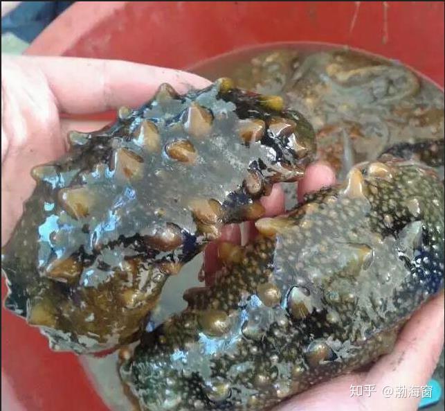 海参有一个很神奇特性——自溶,鲜活海参在捕捞上岸后体内会产生一种