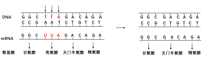 同义突变:在基因编码序列中,发生了一个碱基取代,但因为密码子简并性