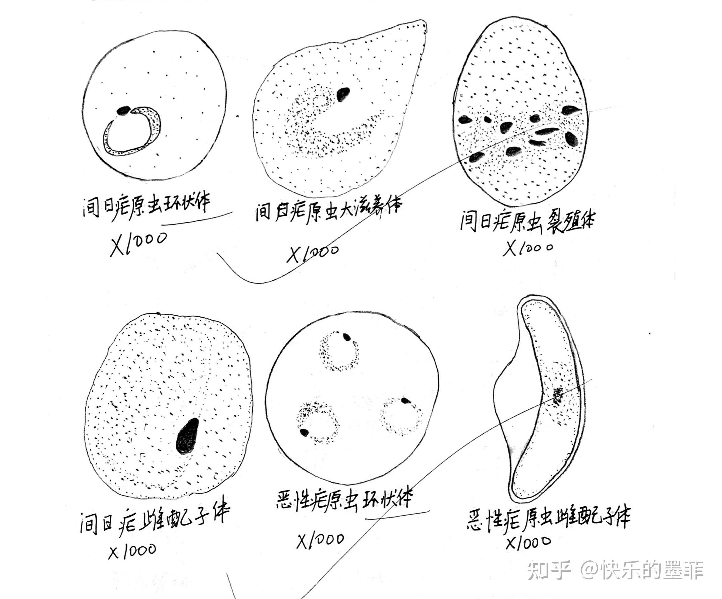 人体寄生虫绘图 - 知乎