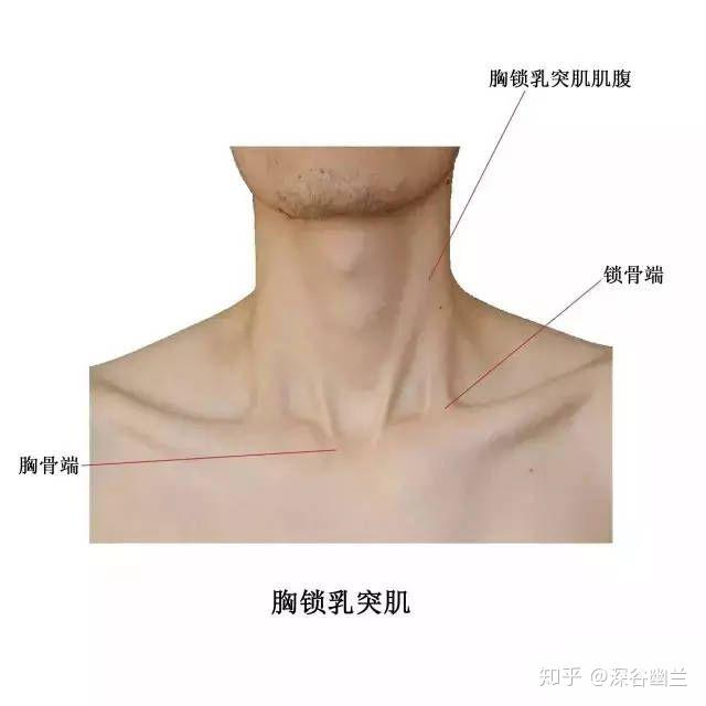 胸锁乳突肌明显图片