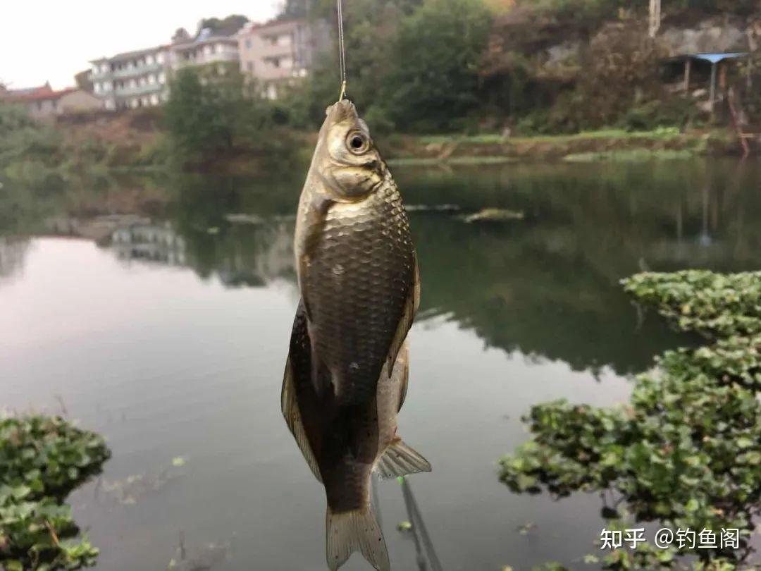 鲫鱼起浮了，你还在傻傻钓底吗？老钓友教你如何正确浮钓鲫鱼 - 知乎