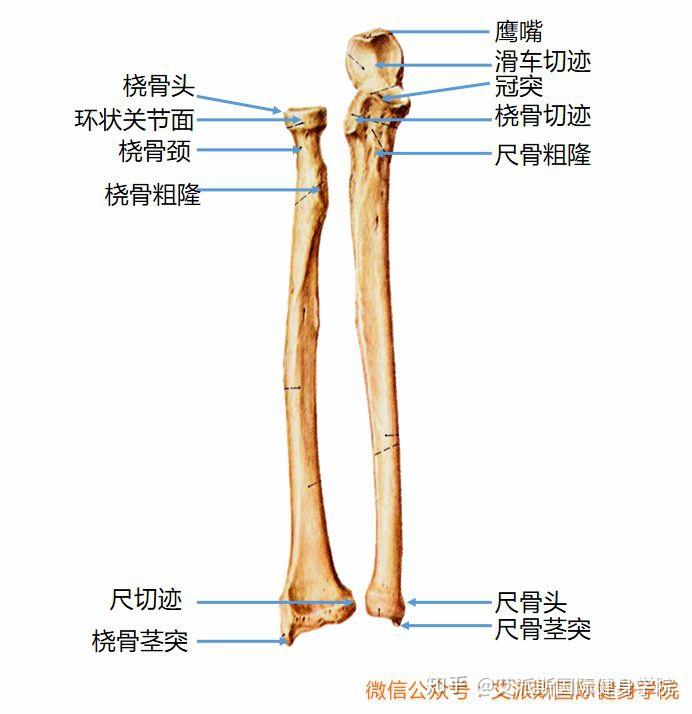 尺骨下端称尺骨头,其前,外,后三面有环状关节面,与桡骨的尺骨切迹相关