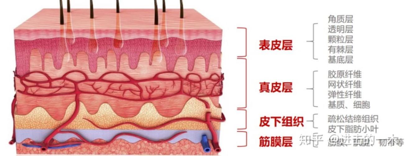 筋膜层在皮肤第几层图片