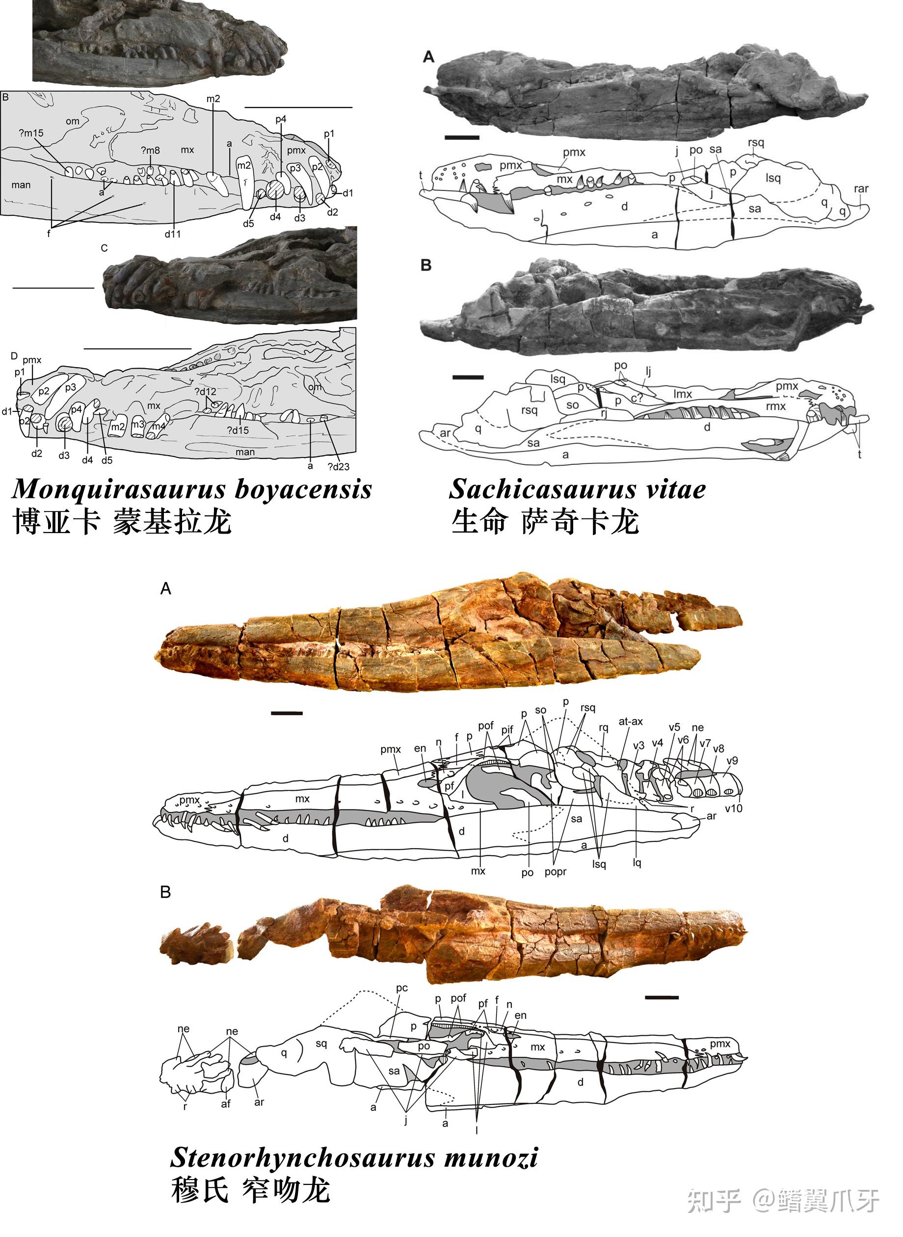 【鳍翼拾遗】你得带个头!| 简析克柔龙头骨重建
