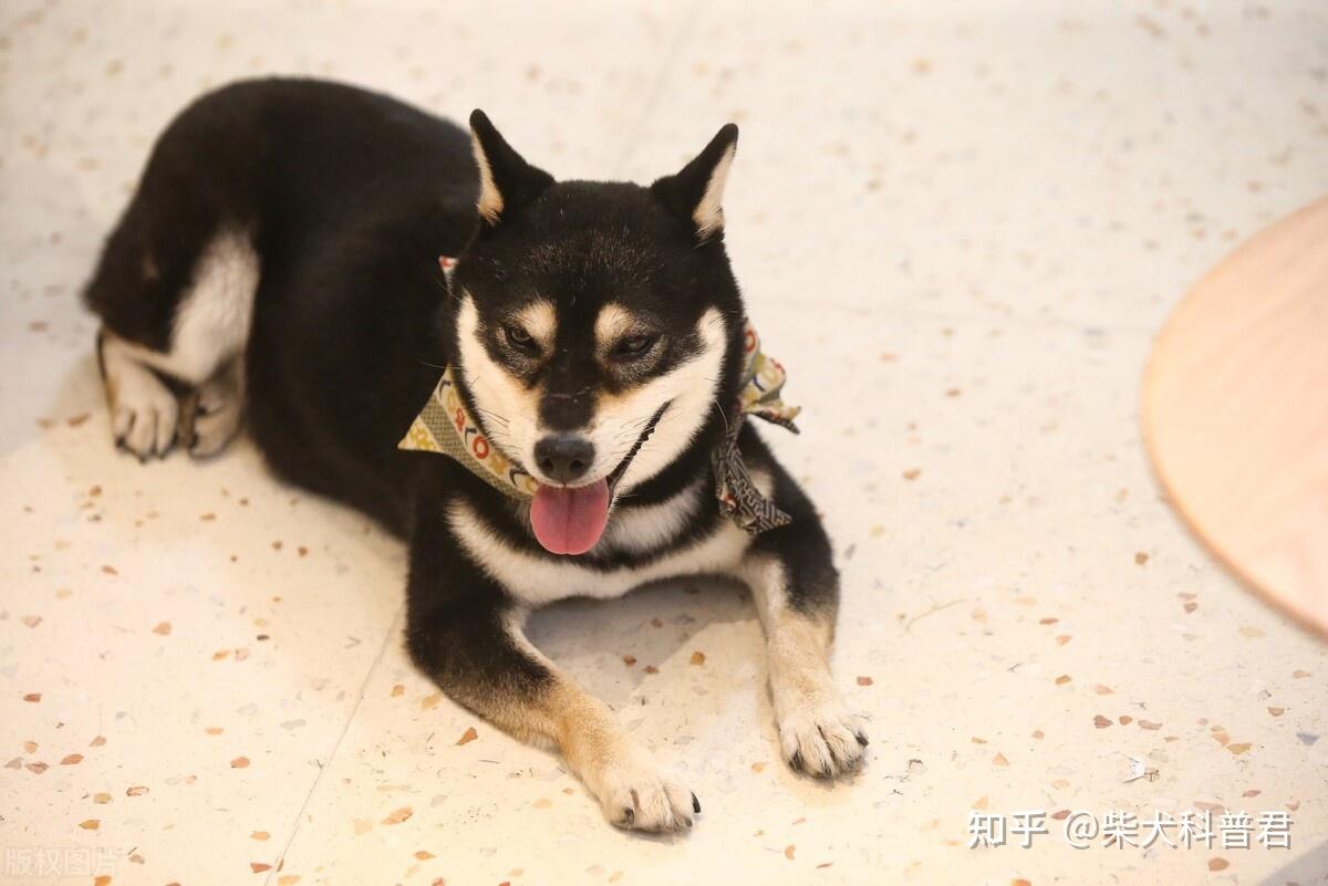 哪里能买到“真的”豆柴？价格怎么样？ - 知乎