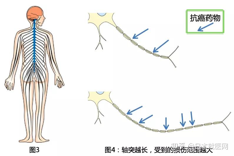 抗癌药物副作用 | 神经毒性 - 知乎