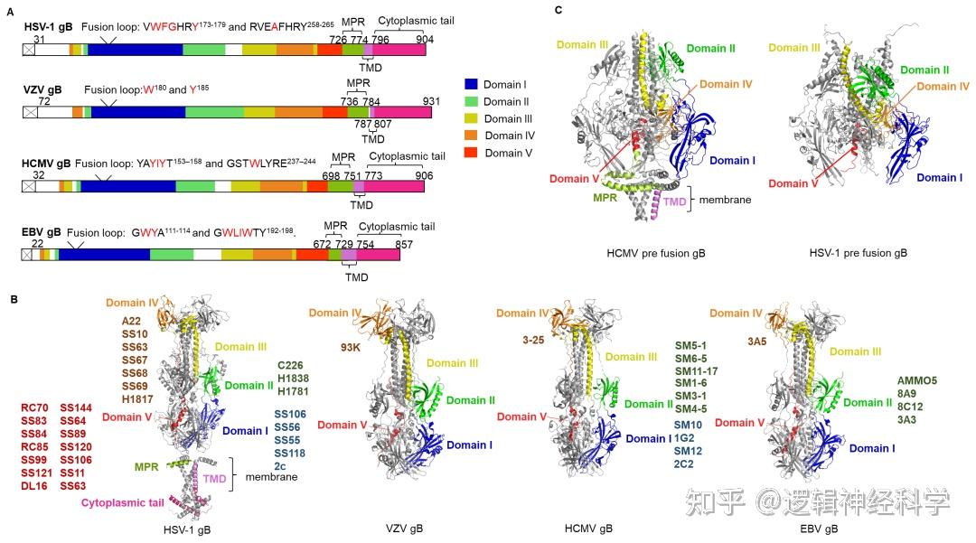 Trends Microbio 综述︱靶向人类疱疹病毒入胞复合物和融合蛋白的预防及治疗药物 - 知乎