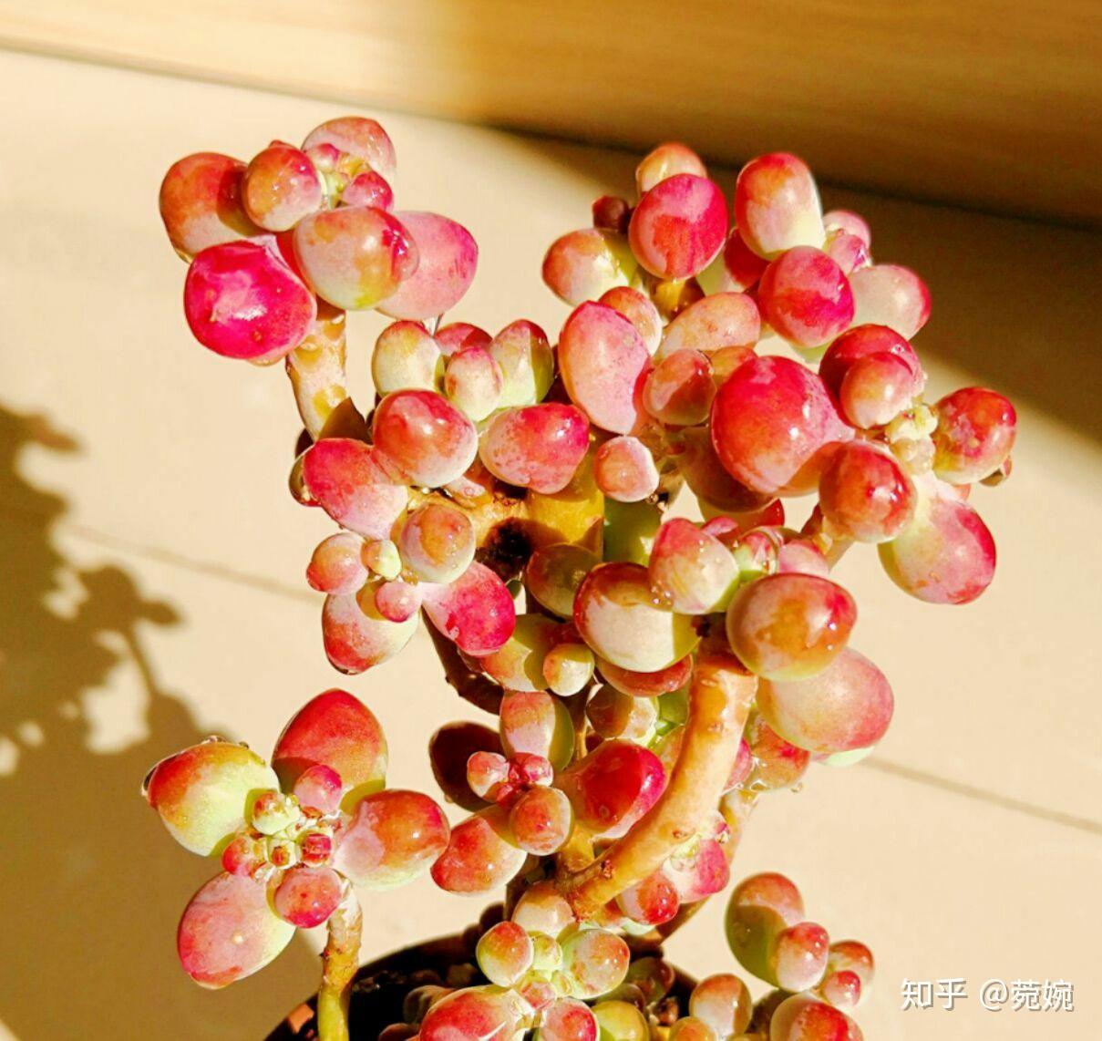 有哪些好看好养的多肉,新手入坑应该养哪些?