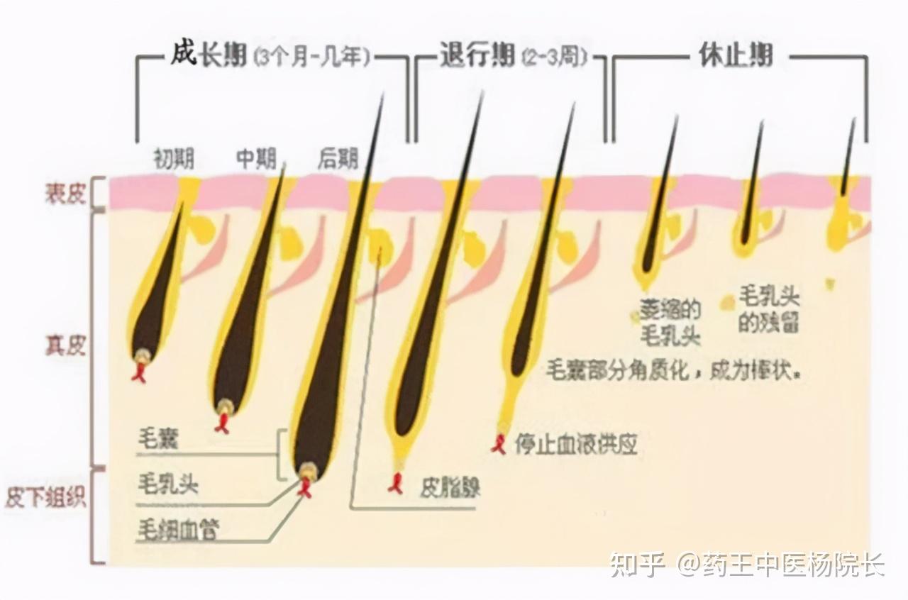 为什么白头发越长越多?不要以为自己老了,或是缺了这两种营养 - 知乎