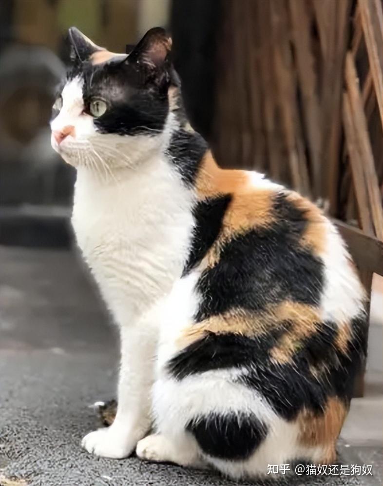 三花猫是猫中美女吗?看完就懂了