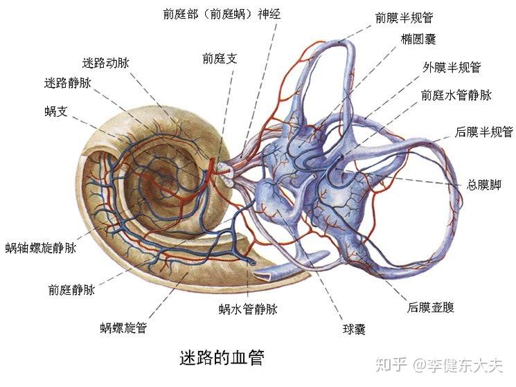 内耳半规管解剖立体图图片