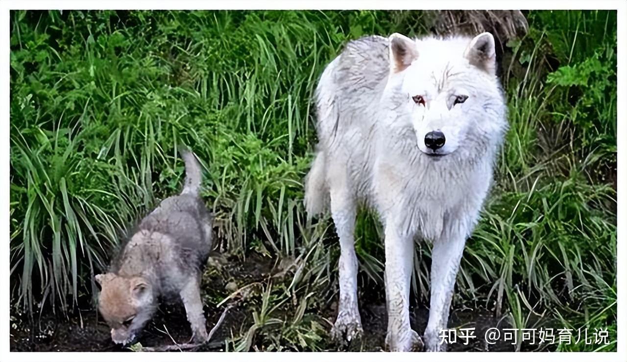 一只可爱的羊，爱上了美丽的小母狼，最后竟也变成一只不吃肉的狼 - 知乎