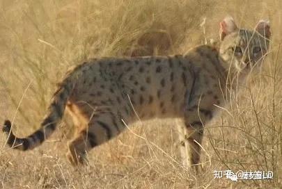 家猫是怎么来的?——我们从斑猫看起 - 知乎
