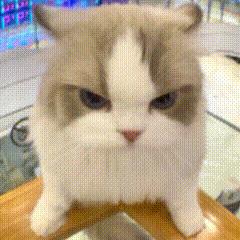网红猫meme表情包第一弹(震惊猫) - 知乎