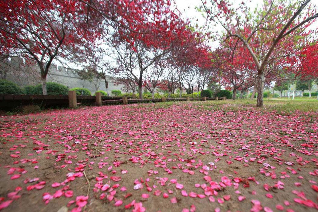 携手走来,花落又花开,最美的画面已在岁月的流经处定格为记忆的永恒