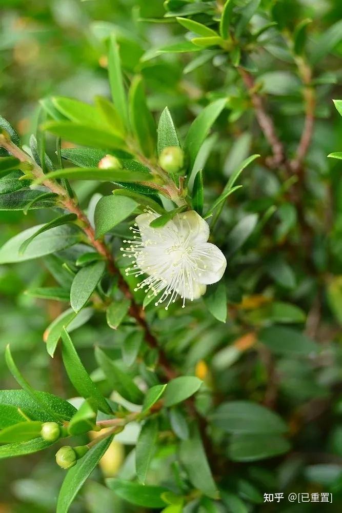 妙用绿香桃木纯露
