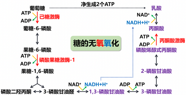 生化与分子生物学——代谢篇之糖代谢 - 知乎