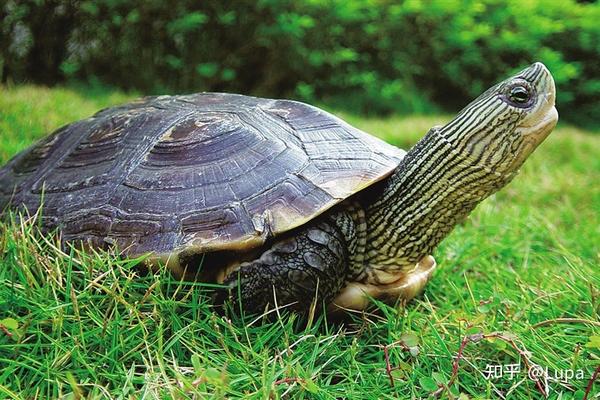 按价格排序常见观赏龟类推荐（水龟篇） - 知乎