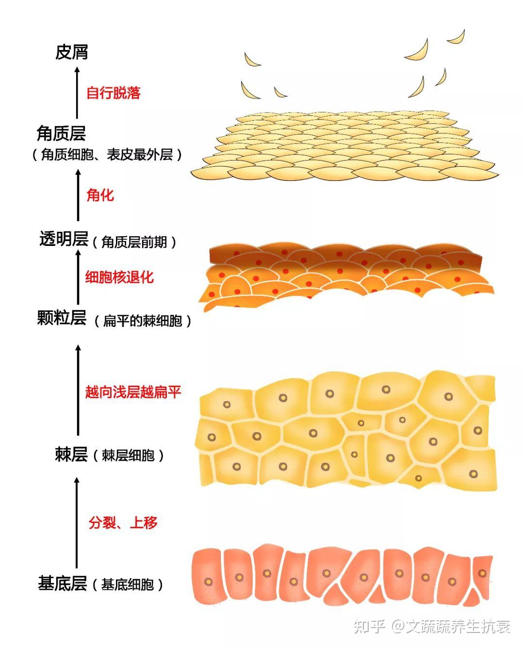 皮肤结缔组织结构图图片