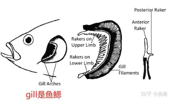 5款猫爆腮粉大骗局 产品工厂功效地址原产国英文名都是骗人的 知乎