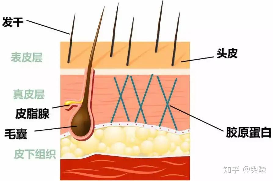 頭髮主要由表皮 ,皮層和髓質層組成 ,表皮覆蓋著多層毛鱗片,毛鱗片對