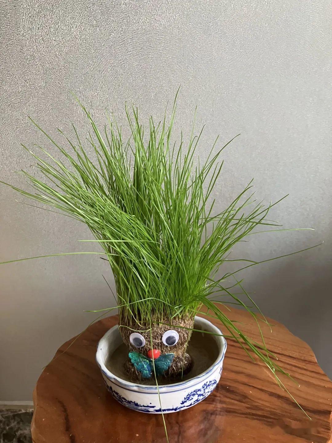 草头娃娃养成记 - 知乎