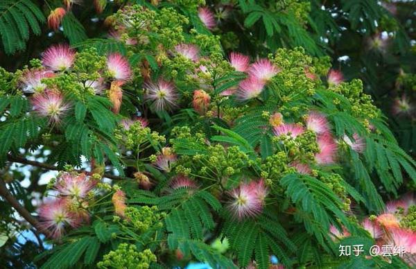 《山海经·南山经》异域奇兽【古今对照】整理——"南山一经"篇(上)